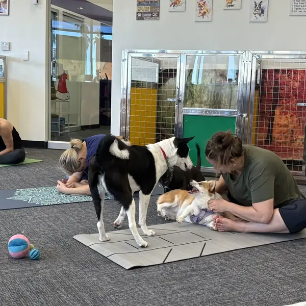 Puppy yoga fun at K9 Rox Club